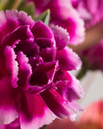 Floradelic - Buy Online Fresh Cut Flowers in Bangalore
