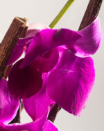 Floradelic - Buy Online Fresh Cut Flowers in Bangalore